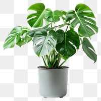 PNG  Lush Monstera plant in pot