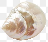 PNG Lustrous seashell on white background