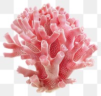 PNG Vibrant pink coral close-up