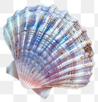 PNG Colorful iridescent seashell closeup