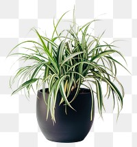 Elegant indoor spider plant