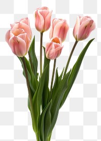 PNG Elegant pink tulips in bloom