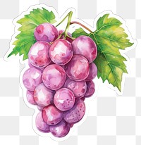 PNG  Vibrant watercolor grape illustration