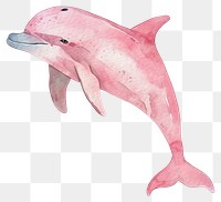 PNG Pink Dolphin dolphin animal mammal.