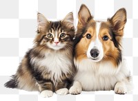 PNG Adorable cat and dog duo