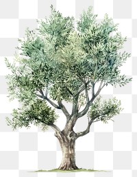 PNG Elegant watercolor olive tree illustration