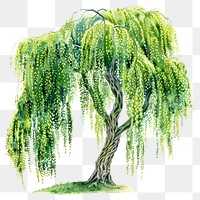 PNG Graceful willow tree illustration art