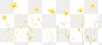 PNG Yellow flower as divider watercolor asteraceae daffodil graphics.