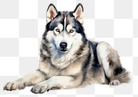 PNG Illustration of Siberian Husky dog husky animal canine.