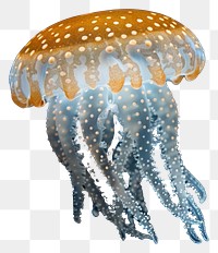 PNG White-spotted Jellyfis invertebrate chandelier jellyfish.