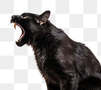 PNG Screaming cat mammal animal black. 