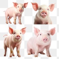 PNG pig design element set, transparent background