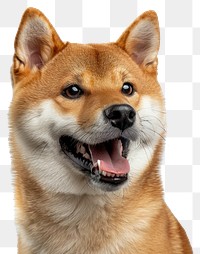 PNG Shiba inu dog joking face mammal animal pet.