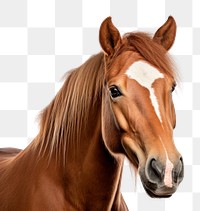 PNG Horse animal mammal  