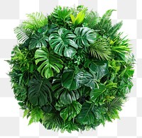 PNG Lush tropical foliage sphere