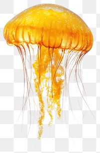 PNG Orange jellyfish animal invertebrate photography.