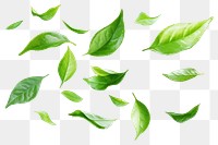 PNG Fresh green tea leaves