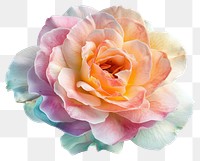 PNG Colorful rainbow rose flower blossom plant.