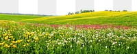 Hilly spring fields countryside vegetation grassland.