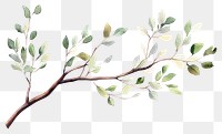 PNG Elegant watercolor botanical branch illustration