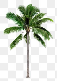 Palm tree png sticker, tropical sticker on transparent background