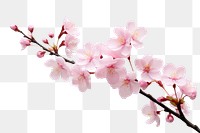 PNG Sakura blossom flower plant. 