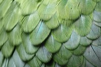 PNG Vibrant green bird feather texture, transparent background