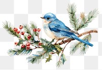 PNG Bluebird perched on holly branch