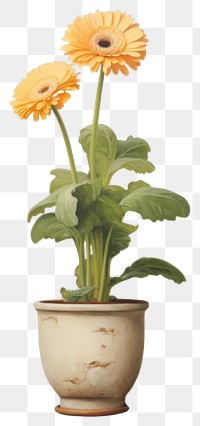 PNG  A Daisy in cute pot isolated on clear background painting flower plant.