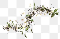 PNG Dissected floating tea leaves blossom herbal flower.