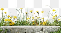 PNG Product podium with dandelions nature outdoors flower.