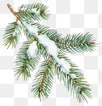 PNG Snow-covered evergreen branch illustration