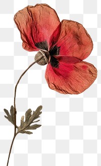 PNG Delicate red poppy flower illustration