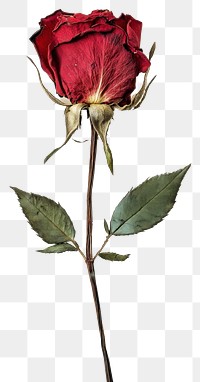 PNG Elegant dried red rose