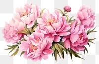 PNG Peonies blossom flower plant. 