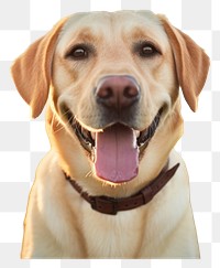 PNG Smiling labrador animal mammal dog. 