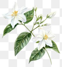 PNG Elegant jasmine floral watercolor illustration