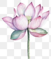 PNG Elegant watercolor lotus flower illustration