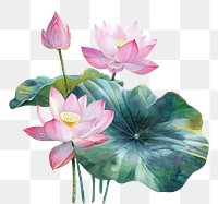 PNG Elegant watercolor lotus flowers