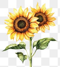 PNG Vibrant watercolor sunflower illustration