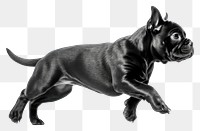 PNG Energetic black puppy running