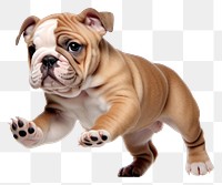 PNG Playful bulldog puppy in motion