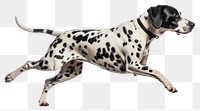 PNG Spotted Dalmatian running swiftly