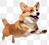 PNG Happy corgi leaping mid-air