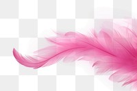 PNG Pink feathers backgrounds red white background.