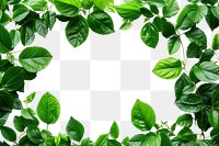 PNG Green leaves frame backgrounds plant herbs.