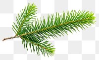 PNG  Pine tree leave plant leaf fir.