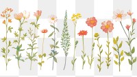 PNG Flowers as divider watercolor illustrated graphics painting.