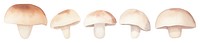 PNG Mushrooms as divider watercolor amanita fungus agaric.