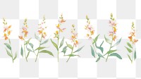 PNG Orchids as divider watercolor blossom pattern flower.